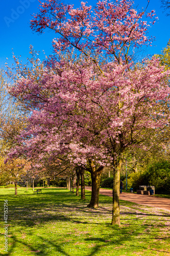 shot of cherry blossom. Cherry Tree In Spring