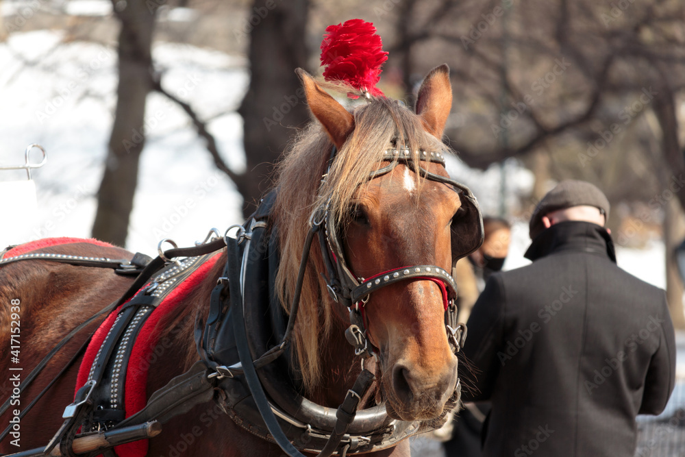 a carriage horse wearing a red decorative headdress and full head tack looks directly at the camera while standing in Central Park in Winter a carriage horse wearing a red decorative headdress and full head tack looks directly at the camera while standing in Central Park in Winter