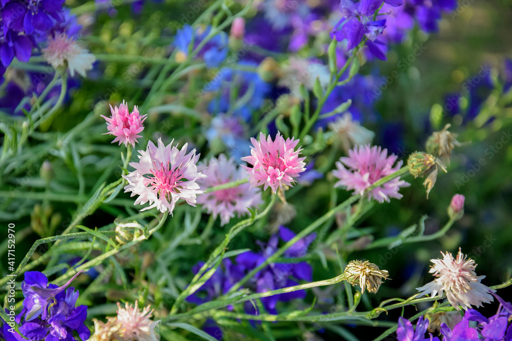 Flower bed with bright blue, violet and pink flowers in summer garden. Selective focus. Close-up.