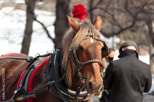 a carriage horse wearing a red decorative headdress and full head tack looks directly at the camera while standing in Central Park in Winter