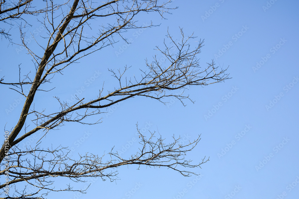 Horizontally growing branches of tree without leaves on blue sky background in autumn - winter season. Copy space. Horizontally growing branches of tree without leaves on blue sky background in autumn - winter season. Copy space.