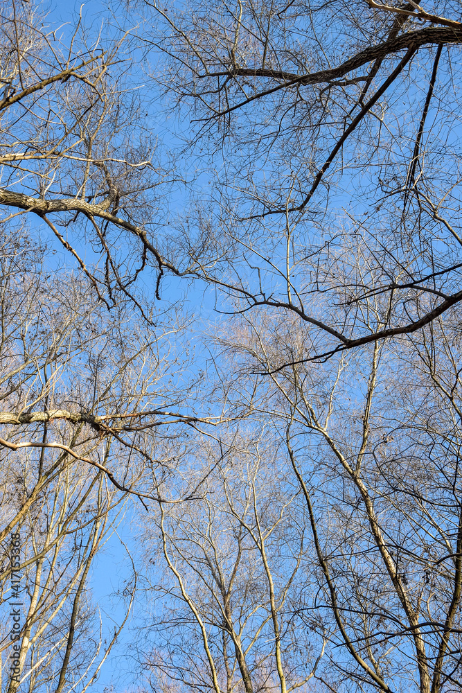 Tops of trees on background of blue clear sky in forest. Bottom view. Vertical photo. Tops of trees on background of blue clear sky in forest. Bottom view. Vertical photo.