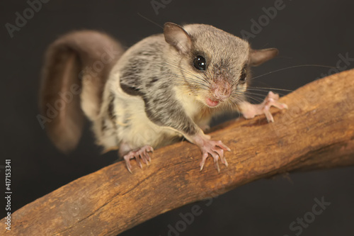 A flying squirrel (Lomys horsfieldi) is hunting for termites on weathered wood. These animals are nocturnal or active at night. photo