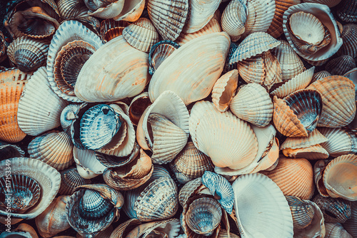 variety of sea shells from beach