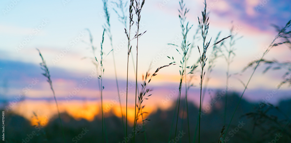 Meadow grass in the field in the early morning Meadow grass in the field in the early morning