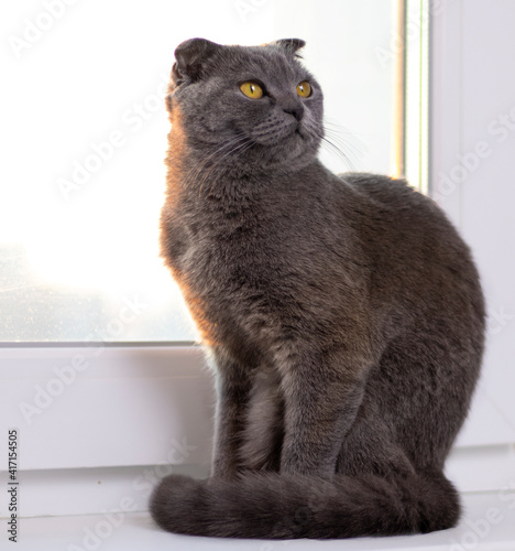 Grey cat sits on the windowsill. The cat breed Is a Scottish fold.