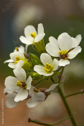 macro de flor blanca en primavera