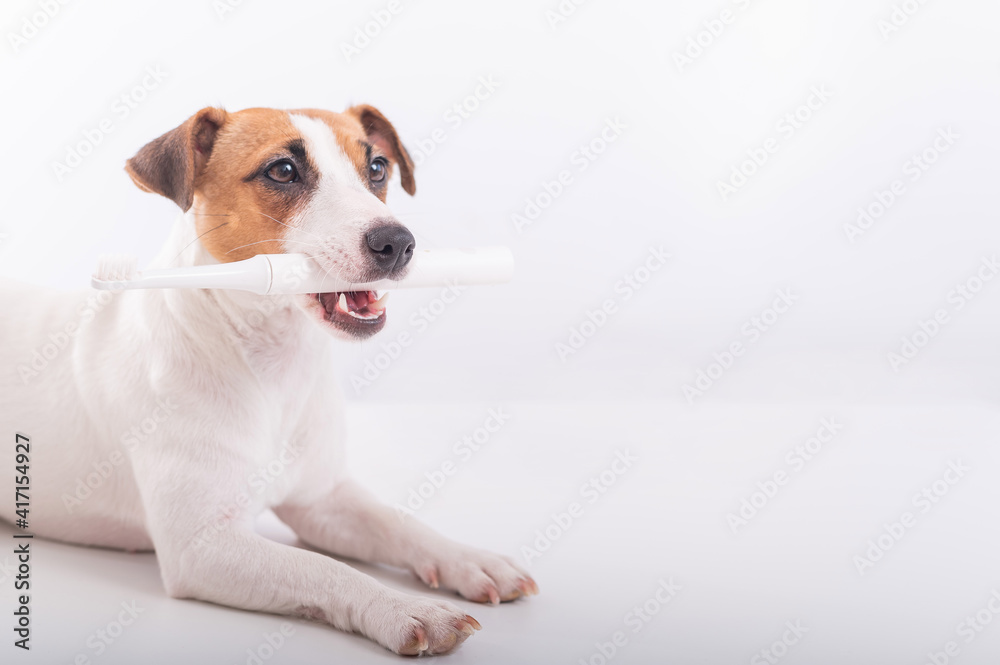 Jack russell terrier dog holds an electric toothbrush in his mouth on a white background. Oral hygiene concept in animals. Copy space Jack russell terrier dog holds an electric toothbrush in his mouth on a white background. Oral hygiene concept in animals. Copy space