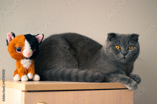 The gray cat is lying on the nightstand. Next to the cat is a soft toy