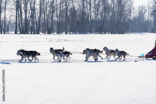 A sled of eight dogs runs through the woods. Northern sled dogs pull narth.