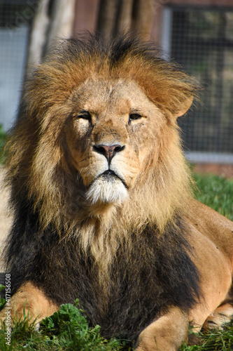 Fototapeta Naklejka Na Ścianę i Meble -  Male African lion at Colchester Zoo