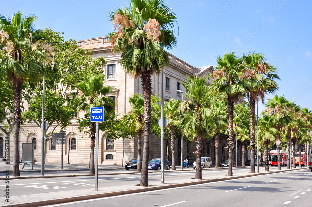 Palm trees along Columbus avenue in Barcelona, Spain
