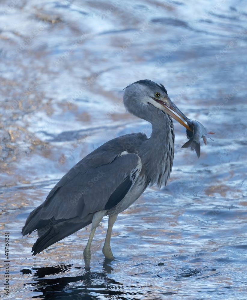 Fototapeta premium Gray herons catch fish in a flowing water one winter day.