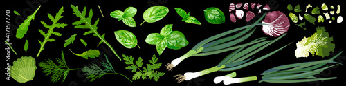 Set of miscellaneous verdure. Arugula, cabbage leaves, basil, dill, parsley, green onions. Vector Illustration