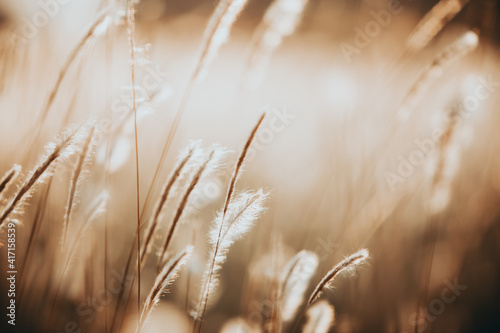 Nature Brown tone Abstract style Double exposure outdoor Background blurred