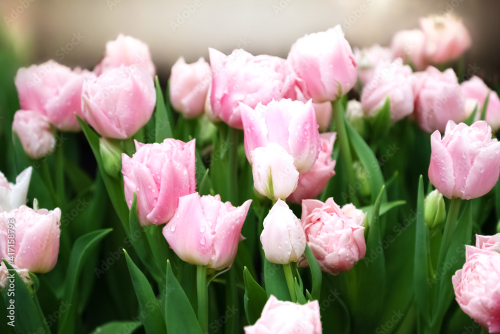 Bunch of pink tulips in full bloom on sunlight blurred background. Spring flowers