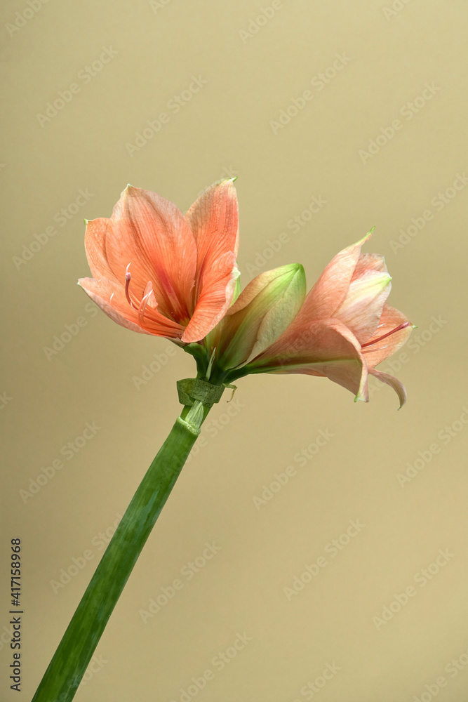 Fototapeta premium A close-up photo of Amaryllis, a bulbous plant native of the Western Cape region of South Africa
