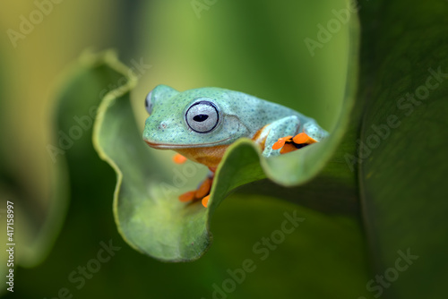 Green flying tree frog sitting on an anthurium leaf, Indonesia photo