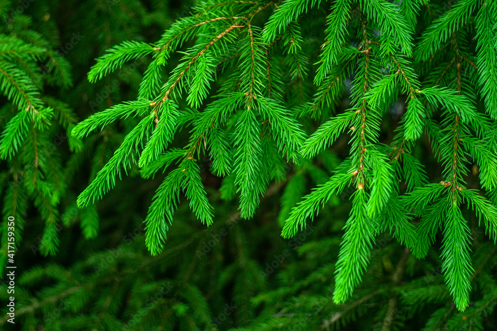 Green spruce branches hang from the tree on a green background Green spruce branches hang from the tree on a green background