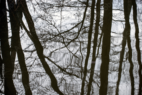 Photography trees in the forest, nacka, sweden, sverige, stockholm