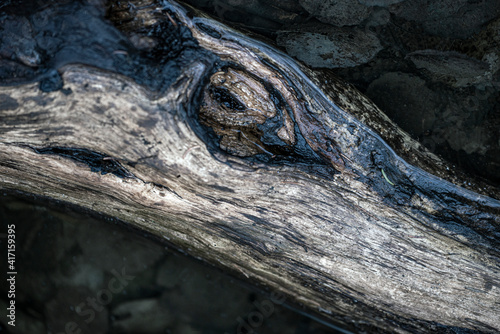 Photography close up of a branch, nacka, sweden, sverige, stockholm