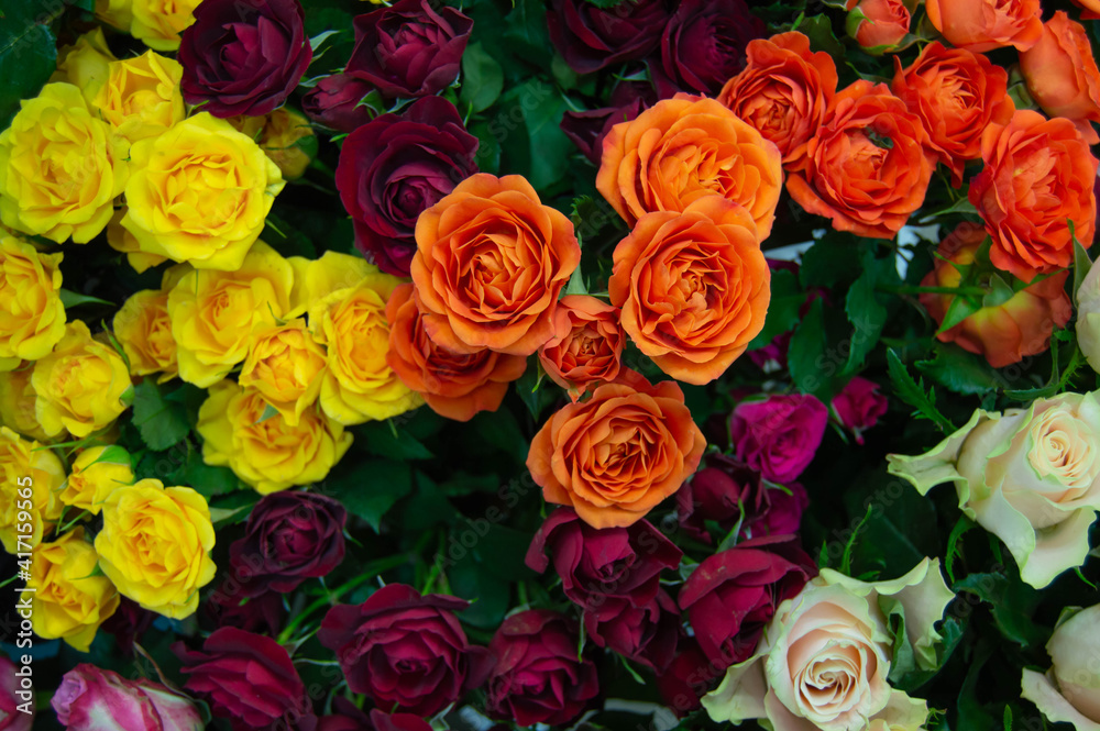 Obraz premium background close-up of a bouquet of colorful blooming roses with green leaves