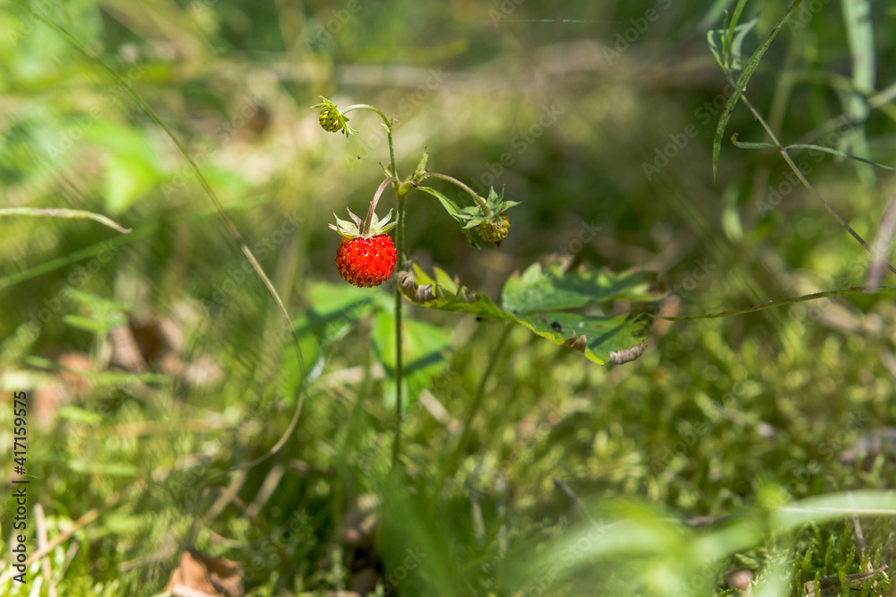 One berry on a bush. Wild strawberries in the grass.