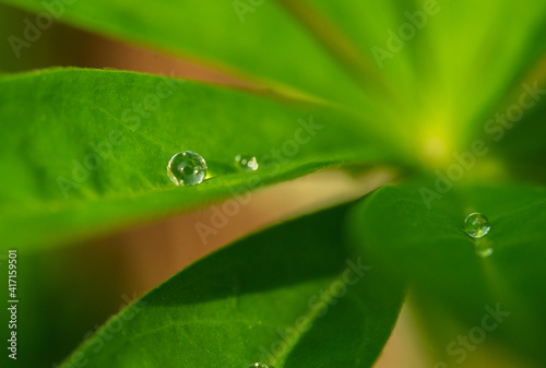 Round dewdrops on the green stem of a flower in the garden