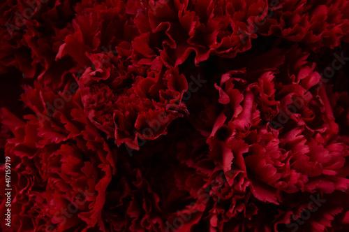 Background with dark red carnation flowers on a black background