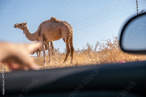 Close view to a camel in the village