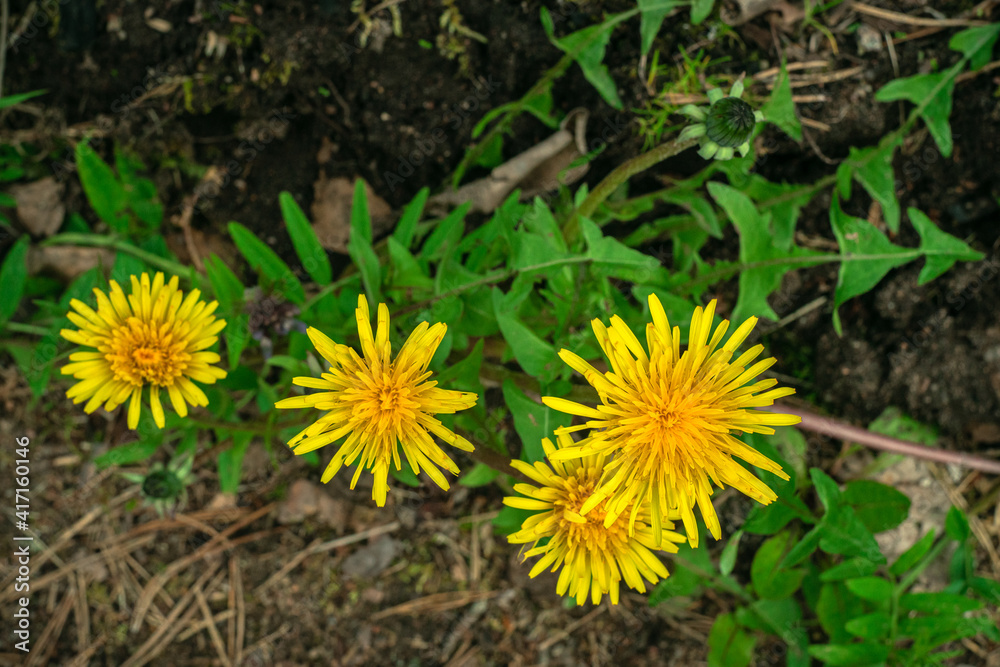 Yellow flowers of a field dandelion on a bed Yellow flowers of a field dandelion on a bed