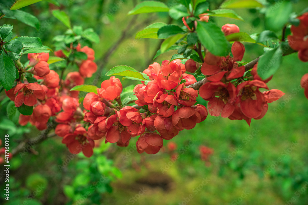 Obraz premium Many small red flowers on a branch with green leaves