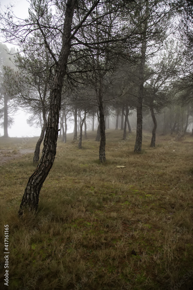 Dark forest in the mist Dark forest in the mist