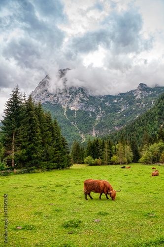 Highland cow in the Italian Dolomites, South Tyrol, Italy.