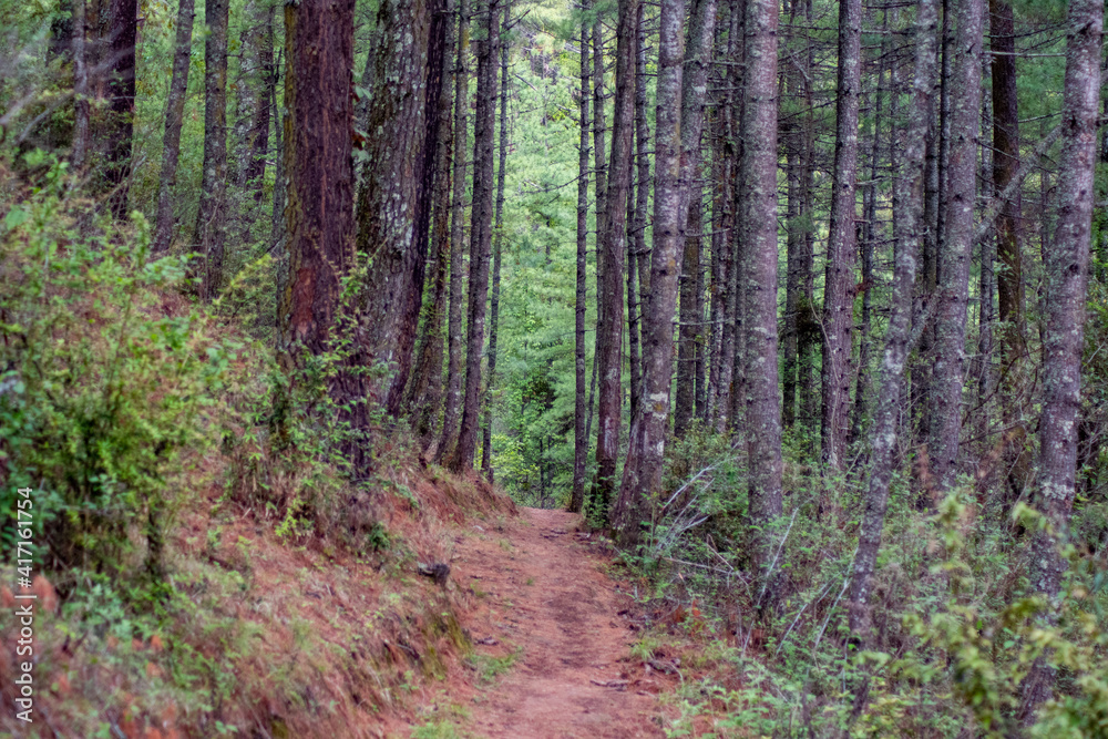Obraz premium Beautiful walking trail in the middle of the forests