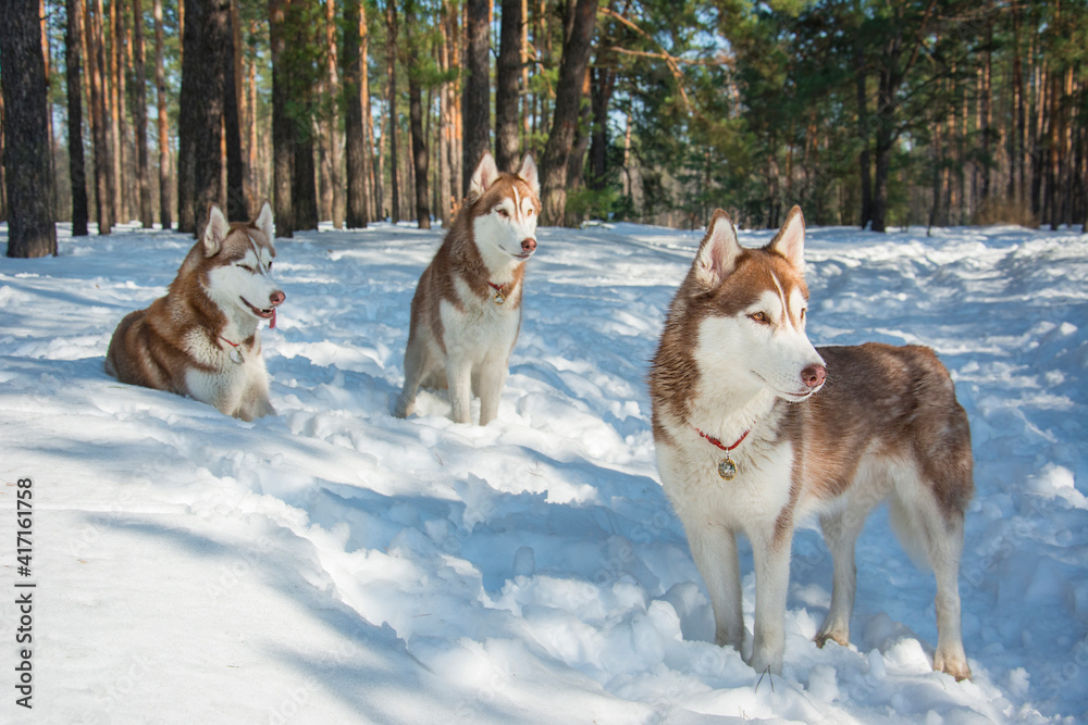 In winter, three huskies walk in the snowy forest. In winter, three huskies walk in the snowy forest.