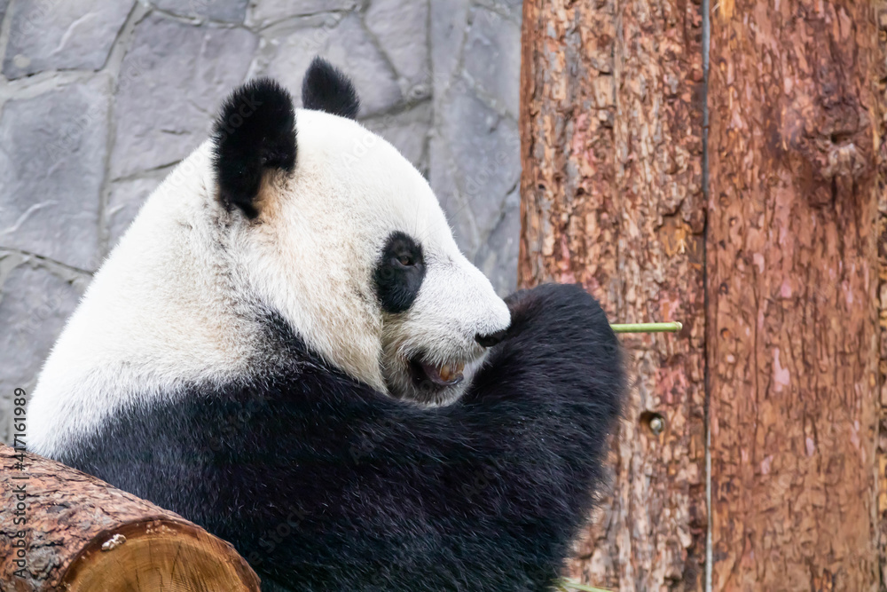 A giant black and white panda is eating bamboo. Large animal close-up. A giant black and white panda is eating bamboo. Large animal close-up.