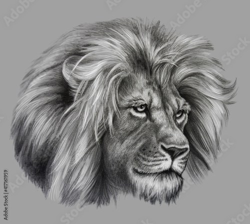 Fototapeta Naklejka Na Ścianę i Meble -  Pencil drawing of Lion head. Realistic monochrome detailed drawing of an animal.