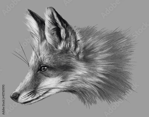 Fox isolated on grey background. Pencil drawing