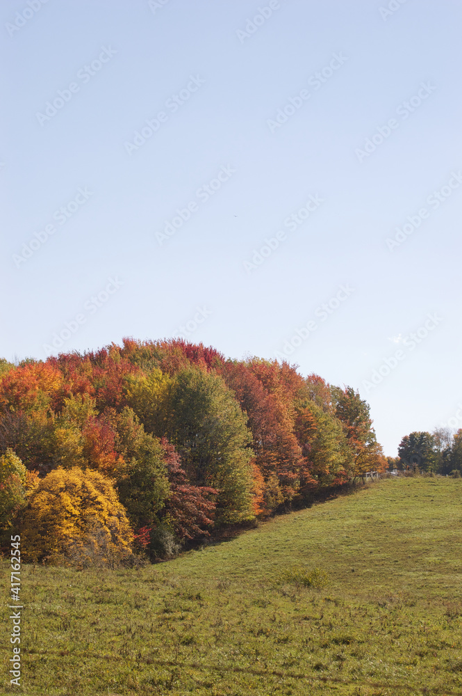 autumn in the park