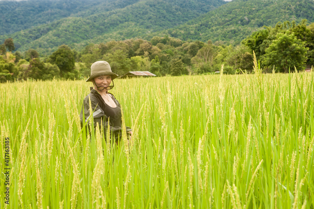The solo traveler on the rice field The solo traveler on the rice field