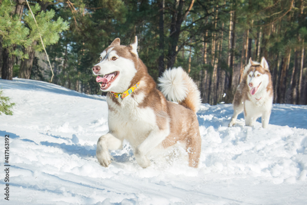 In winter, two huskies walk in the snowy forest. In winter, two huskies walk in the snowy forest.