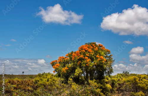 Western Australian Christmas Tree in rural landscape, Western Australia, Australia photo