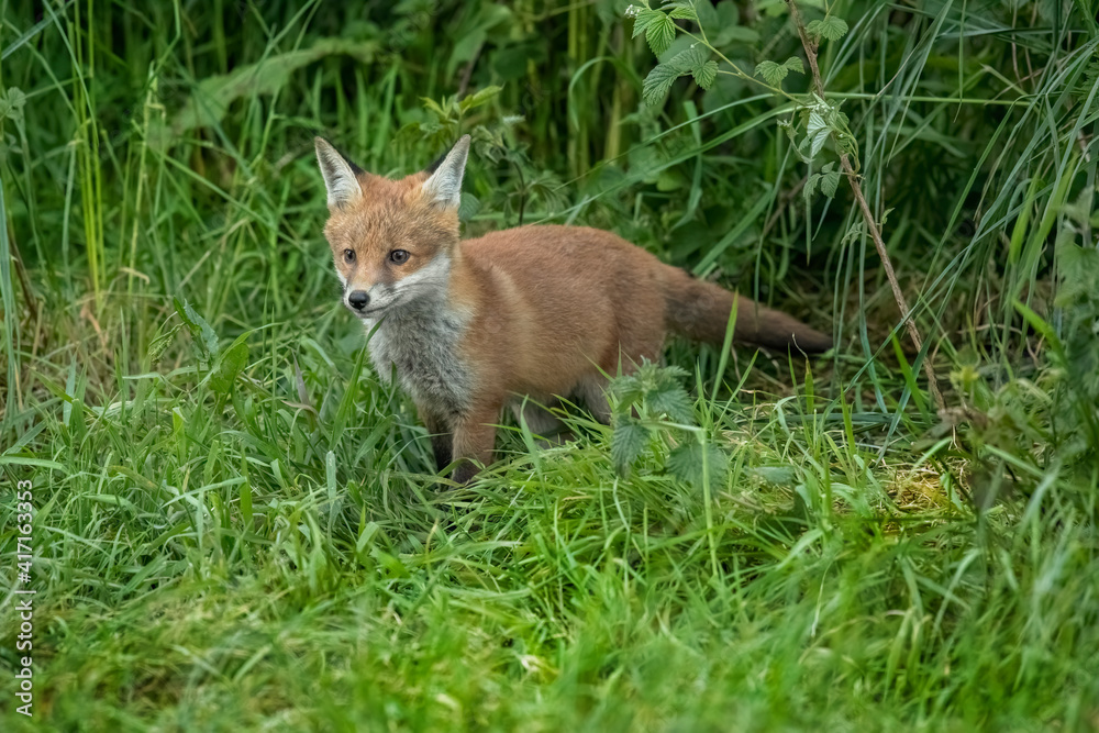 Fox cub on the grass, close up in Scotland, uk, in the springtime Fox cub on the grass, close up in Scotland, uk, in the springtime