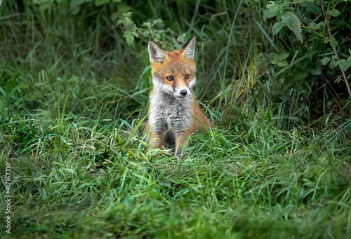 Fox cub on the grass, close up in Scotland, uk, in the springtime © Digital Nature 