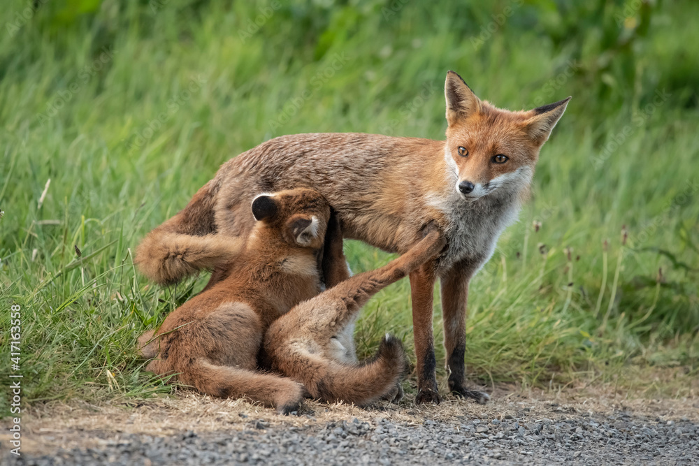 Female fox suckling two fox cubs, close up, in Scotland uk in the springtime Female fox suckling two fox cubs, close up, in Scotland uk in the springtime