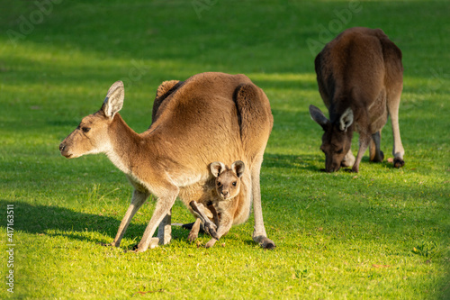 Western grey kangaroo family on a grass, Australia