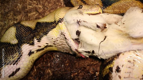 reticulated python uses neck muscles to pull goat in then takes bigger bite to swallow