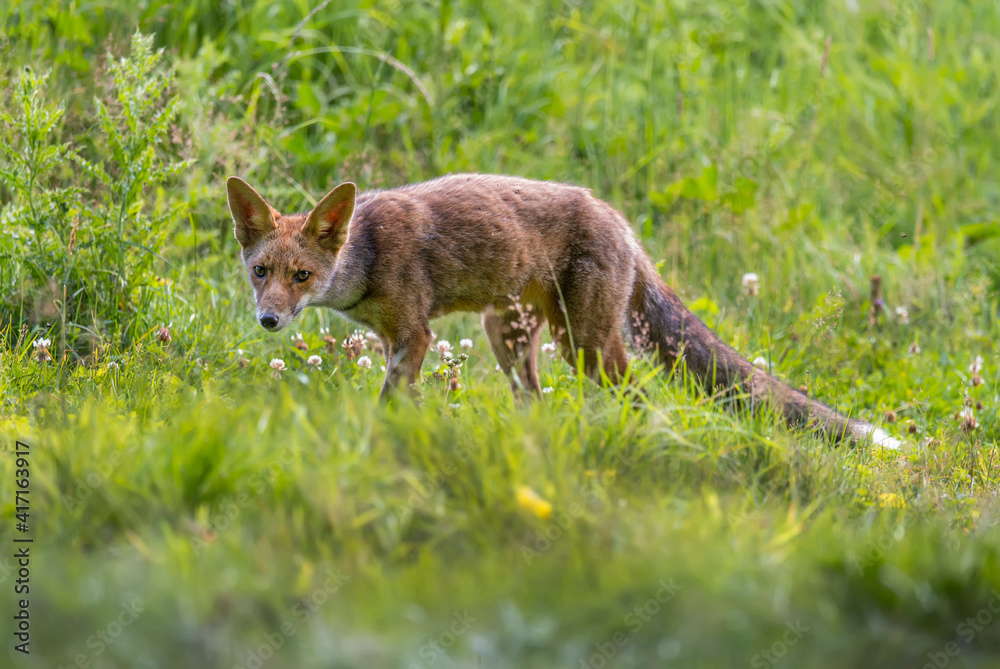 Fox on the prowl, looking for food in a field in Scotland, u.k Fox on the prowl, looking for food in a field in Scotland, u.k