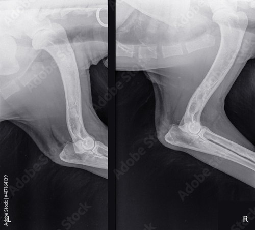 X-ray of the front leg (Left and Right) of a young dog with enostosis or panosteitis with increased opacity and medullary sclerosis of the diaphysis of  humerus and ulna photo